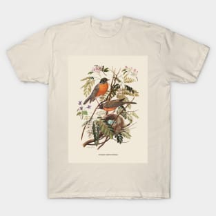 American Robin Antique Naturalist Illustration T-Shirt